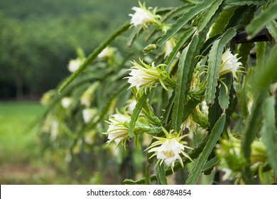 Dragon Fruit And Dragon Fruit Flowers On Plant In Farm With Raining Day