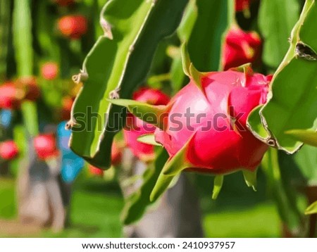 Dragon Fruit In Hanging Tree Image 