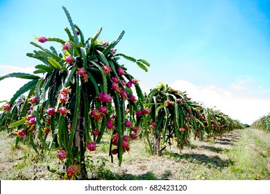 Dragon Fruit Garden High Res Stock Images Shutterstock