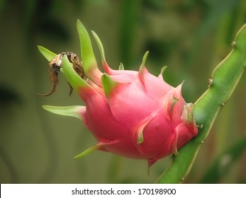 Dragon Fruit On Tree