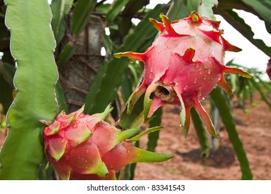 Dragon Fruit On A Tree