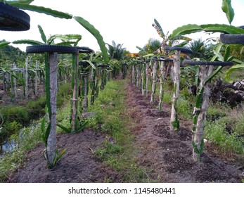 Dragon Fruit In The Peatland Area