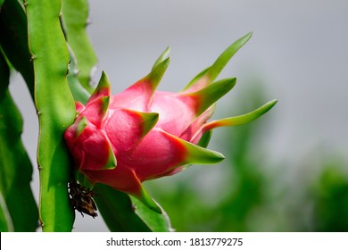 Dragon Fruit Or Pitaya Fruit On Tree