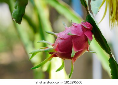 Dragon Fruit Or Pitaya Fruit On Tree