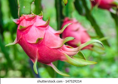 Dragon Fruit Tree.