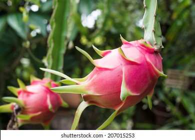 Dragon Fruit And Dragon Fruit Tree.