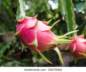 Dragon Fruit And Dragon Fruit Tree.