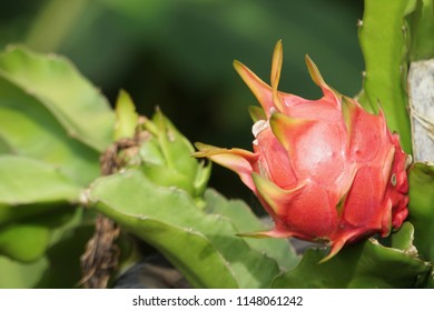 Dragon Fruit White Fleshed Pitahaya Hylocereus Stock Photo 1148061242 ...