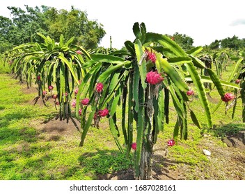 Dragon Fruits Farm Grows On A Climbing Cactus Called Hylocereus.