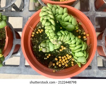 Dragon jade succulent in 3 inch pot