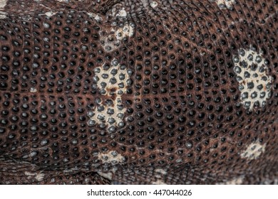 Dragon Komodo Big Lizard Texture Background