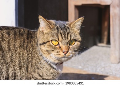 The Dragon Li Is A Recently Established Chinese Breed Of Domestic Cat (also Called Chinese Li Hua Or China Li Hua As A Standardized Breed, Depending On Breed Registry). 