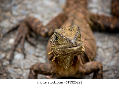 Dragon Lizard