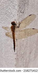 A Dragon Sitting On The Wall. 