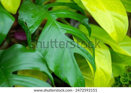 Dragon tail leaf plants and pothos are wet after the rain