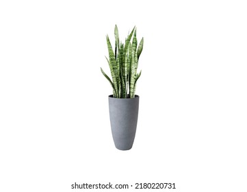 dragon tongue in a pot on a white background and clipping paths.