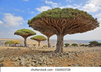 Dragon Blood Trees Images Stock Photos Vectors Shutterstock