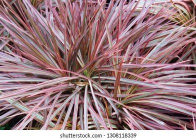 Dragon Tree Dracaena Marginata Colorama Plant