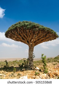 Dragon Tree, Endemic Plant Of Socotra Island, Yemen