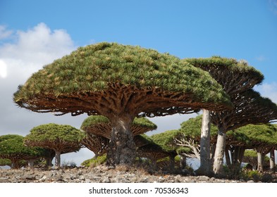 Dragon Tree On Socotra
