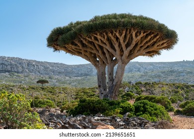 Dragon tree on Socotra island in Yemen