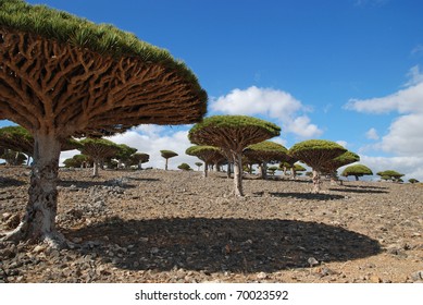 Dragon Tree On Socotra Island