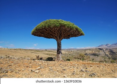 Dragon Tree, Socotra, Yemen