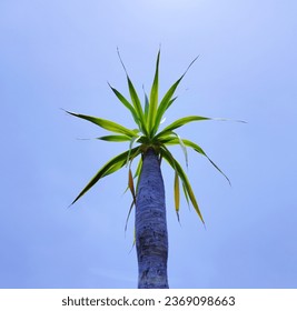 dragon tree under the blue sky - Shutterstock ID 2369098663