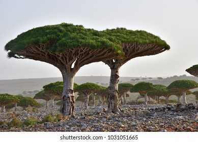 Dragon Trees At Dixam Plateau Socotra Island Shown At Sunset, Yemen, Africa