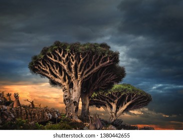 Dragon Trees At Dixam Plateau, Socotra Island, Yemen