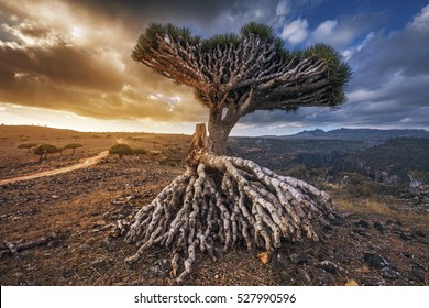 Dragon Trees At Dixam Plateau, Socotra Island, Yemen