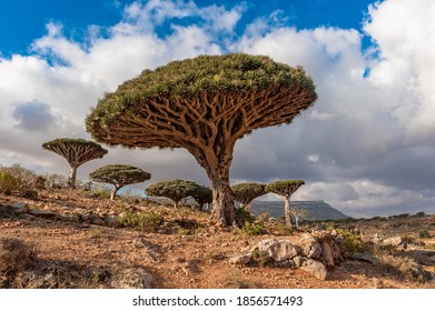 Dragon Trees On Socotra Island, Yemen
