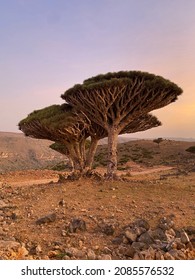 Dragon Trees At Socotra Island
