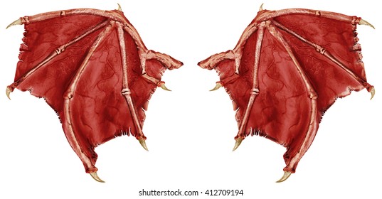Dragon wings isolated on white background.