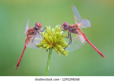 dragonflies