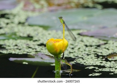 Dragonflies
