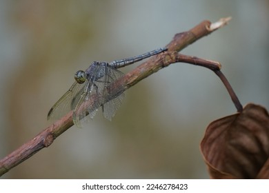 dragonflies around the Sangeh Monkey Forest