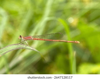 Dragonflies belong to the suborder Zygoptera, which is part of the order Odonata.