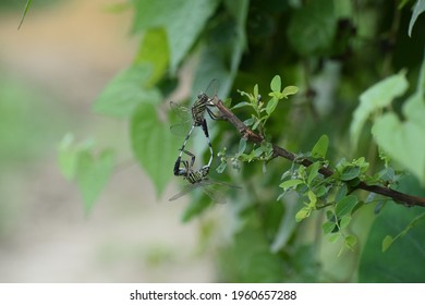 Dragonflies are completing their intercourse
 - Shutterstock ID 1960657288