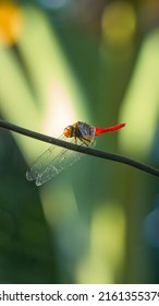 Dragonflies are a group of insects belonging to the Odonata nation.
these insects rarely stay far from the water, where they lay their eggs and spend their pre-adult life.