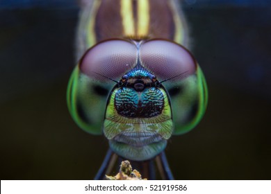 Dragonflies, Insects, Animals, Focus On The Eye , Macro Dragonfly