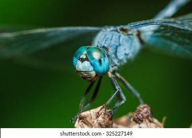 Dragonflies, Insects, Animals, Nature, Macro Dragonfly - Focus On The Eye.