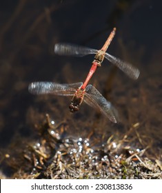 dragonflies mate in flight