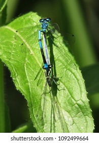 The Dragonflies mating