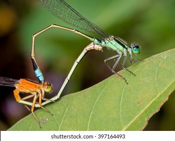 Dragonflies Mating