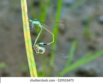 Dragonflies Mating