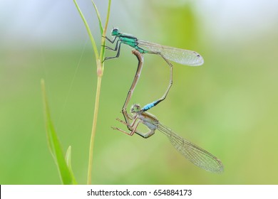 Dragonflies Mating