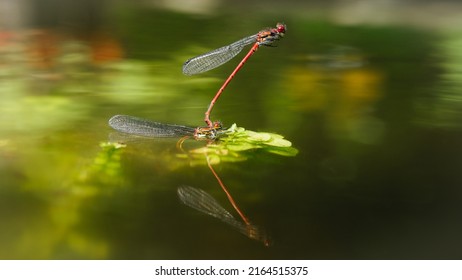 Dragonflies mating and laying eggs in a pond