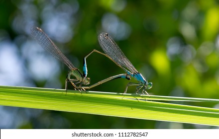 Dragonflies Mating On A Leaf