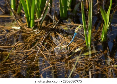 dragonflies mating in a pond